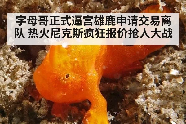 字母哥正式逼宫雄鹿申请交易离队 热火尼克斯疯狂报价抢人大战
